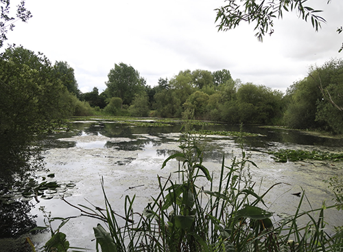 Emberton Country Park