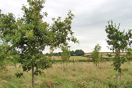 Olney Green Burial Ground