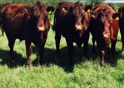 Clifton Reynes Beef